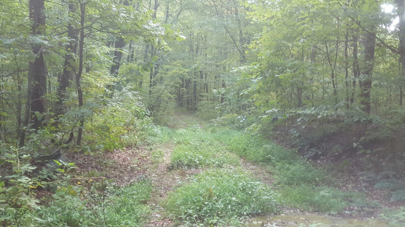 A typical CCC road found on an exploration ride
